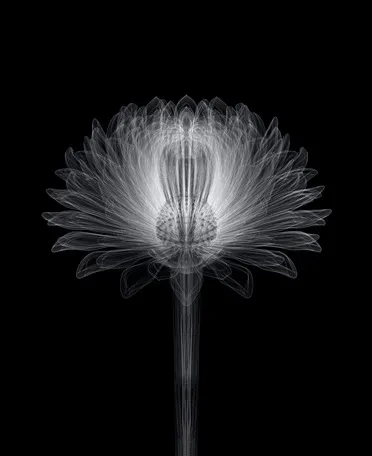             Chrysanthemum-i-b, 2008, 56x45.7cm, digital c-print          