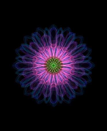             Chrysanthemum-ii-bc, 2008, 56x45.7cm, digital c-print          