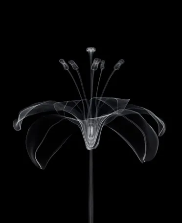             Japanese lily-i-b, 2008, 56x45.7cm, digital c-print          