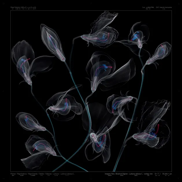             Lathyrus odoratus L - ecology view - b, 2012, 100x100cm, digital c-print /
diasec framing          