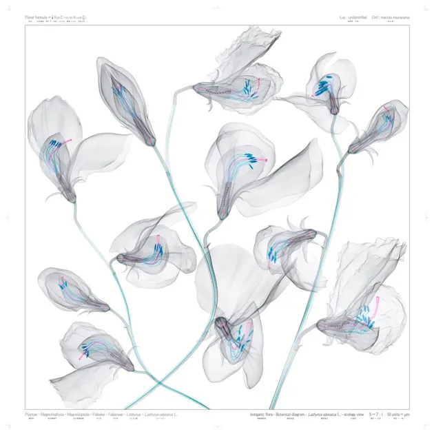             Lathyrus odoratus L - ecology view - w, 2012, 100x100cm, digital c-print /
diasec framing          