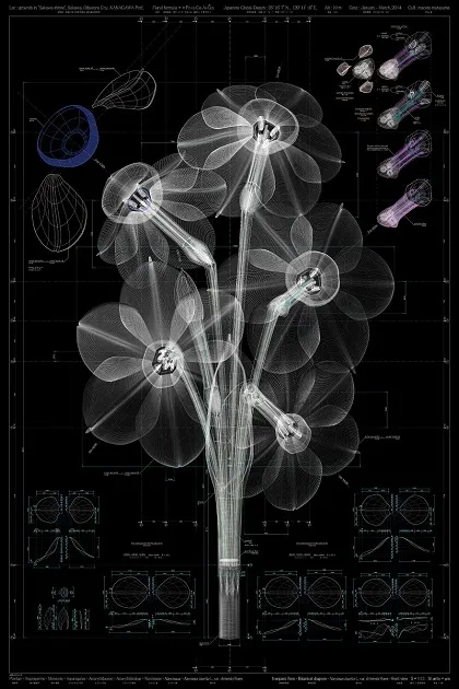             Narcissus tazetta L. var. chinensis M.Roem - front view – b, 2013, 150x100cm,
digital c-print / diasec framing          