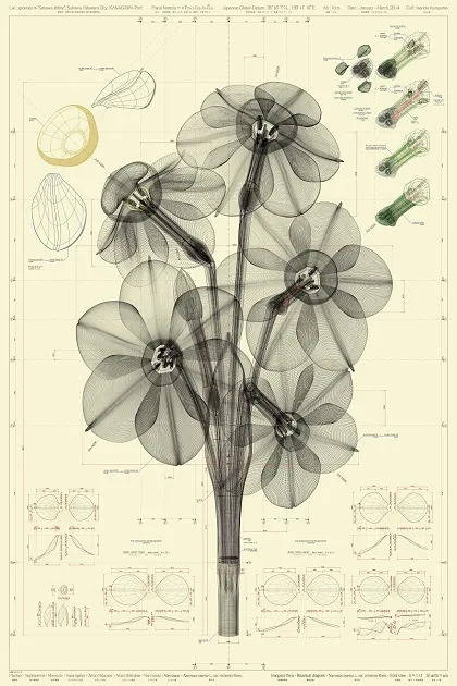             Narcissus tazetta L. var. chinensis M.Roem - front view – ow, 2013, 150x100cm,
digital c-print / diasec framing          