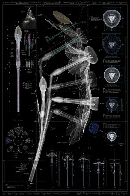             Narcissus tazetta L. var. chinensis M.Roem - left side view – b, 2013,
150x100cm, digital c-print / diasec framing          
