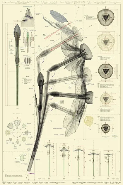             Narcissus tazetta L. var. chinensis M.Roem - left side view – ow, 2013,
150x100cm, digital c-print / diasec framing          