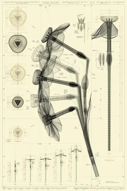             Narcissus tazetta L. var. chinensis M.Roem - right side view – ow, 2013,
150x100cm, digital c-print / diasec framing          