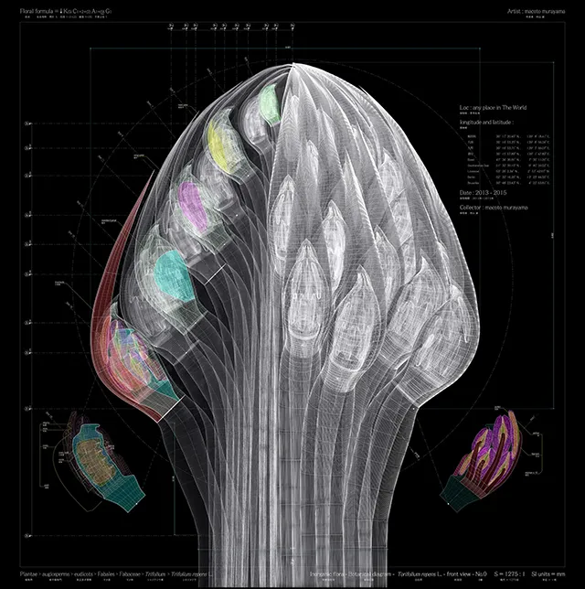             Trifolium repens L.-front view-No.00, 2016, 100x100, digital c-print / diasec
framing          