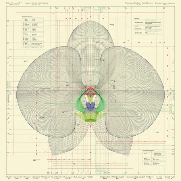             PPhalaenopsis Sogo Yukidian - front view - ow, 2017, 100x100cm, archival paper          