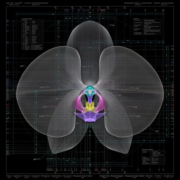            Phalaenopsis Sogo Yukidian - front view - b, 2017, 100x100cm, archival paper          