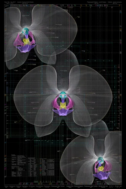             Phalaenopsis Sogo Yukidian - multiple front view - b, 2017, 150x100cm, archival
paper          