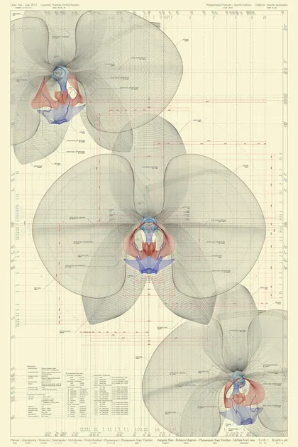             Phalaenopsis Sogo Yukidian - multiple front view - ow, 2017, 150x100cm, archival
paper          