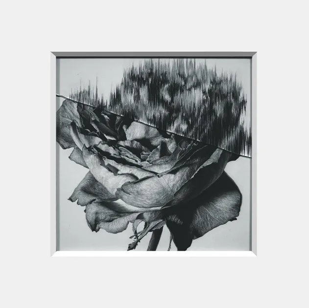             Rose 4, 2015, 31.4x31.4cm, pencil on paper, glass          